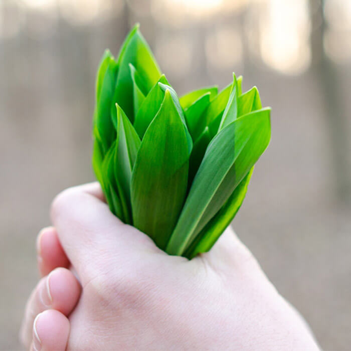 Herbs in Hand